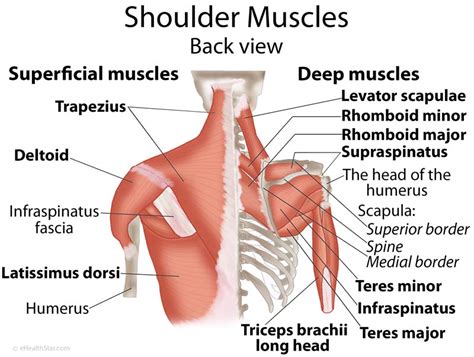 The shoulder joint is the connection between the chest and the upper extremity. Shoulder Muscles Anatomy, Actions, Diagram | eHealthStar