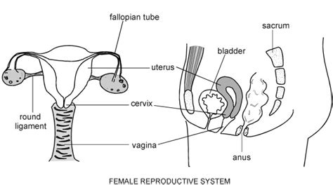 Male organ for sexual intercourse. Labeled diagram of the female reproductive system ...