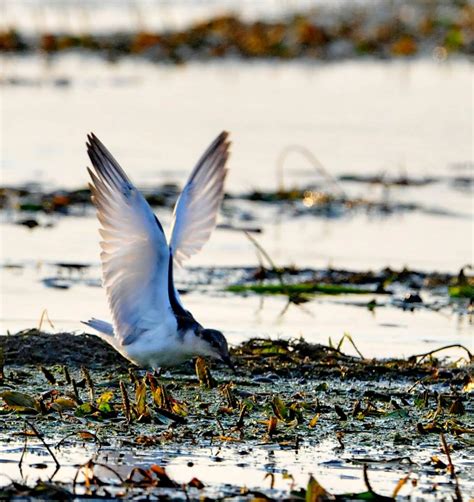 The comana natural park (romanian: Parcul Natural Comana din Giurgiu | PLANIADA