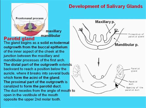 19 Development Of Salivary Glands Youtube