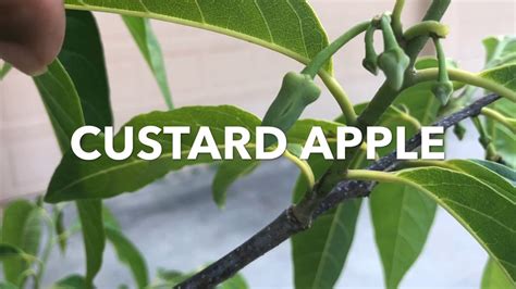 Watering custard apple plant water regularly when the trees are actively growing and flowering. Growing my first Custard Apple - YouTube