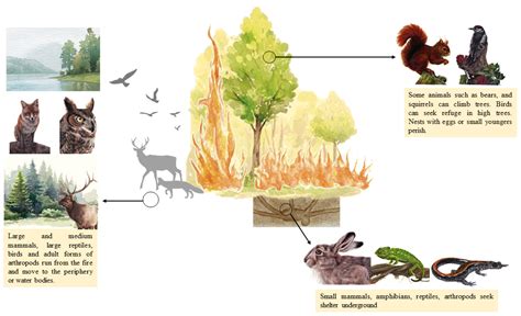 Impact Of Wildfires On Ecosystems And Wildlife Encyclopedia Mdpi