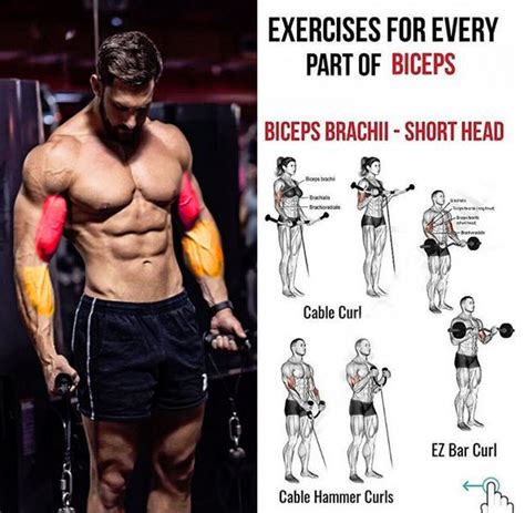 Gross anatomy of muscles of arm including deltoid, supraspinatus, infraspinatus, subscapularis, coracobrachialis, biceps brachii, brachealis, triceps. EXERCISES FOR EVERY PART OF BICEPS | Cable Hammer Curl