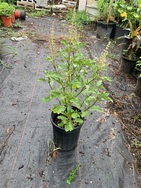 Basil Also Called Rama Green Tulsi 1 Ft Well Rooted Mature Etsy