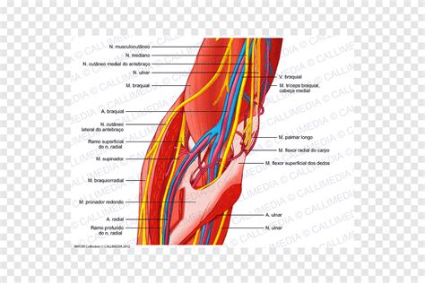 Elbow Ulnar Nerve Human Body Anatomy Arm Angle Text Png PNGEgg