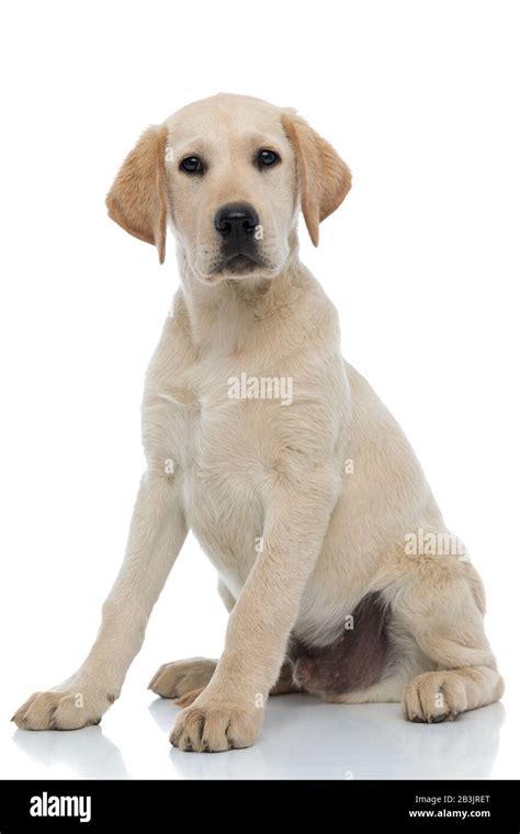 Cute Labrador Retriever Puppy Dog Looks At The Camera While Sitting On