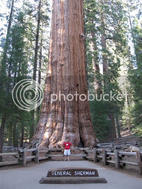 General Sherman Tree In Sequoia National Park California Photo By