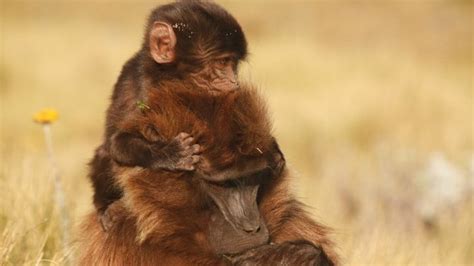 New Research Looks At Primate Births 137 Cosmos And Culture Npr