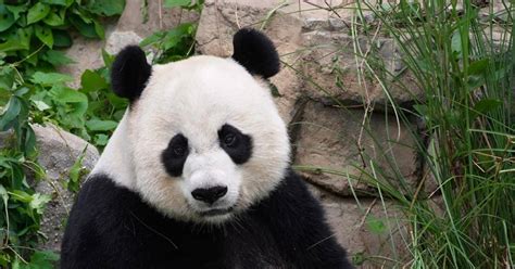 Week Old Giant Panda Cub Born At The National Zoo Dies