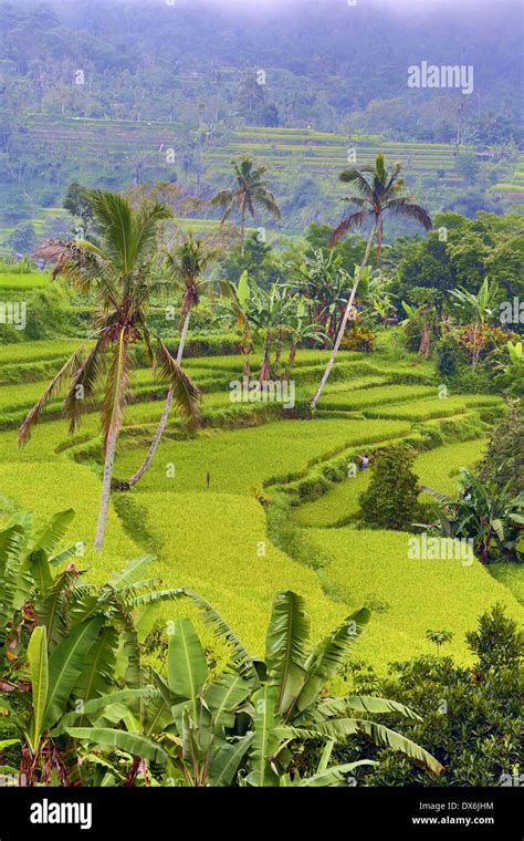 Rice Terraces In Mekarsari Bali Indonesia Stock Photo Alamy