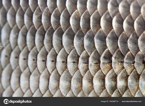 Fish Scales Skin Textured Pattern Photo Macro View Crucian Carp
