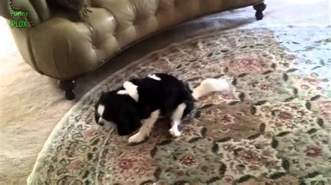 Why Do Dogs Drag Themselves Across The Carpet