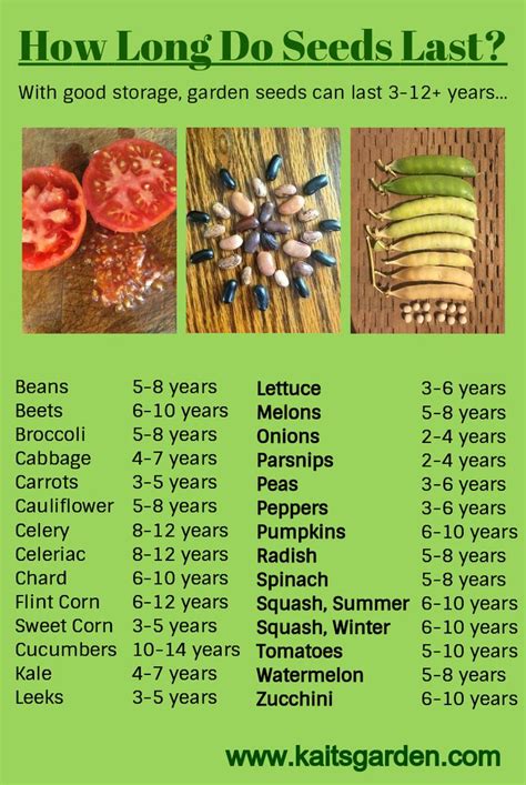 An Info Sheet Describing How Long Do Seeds Last And What They Mean To Be