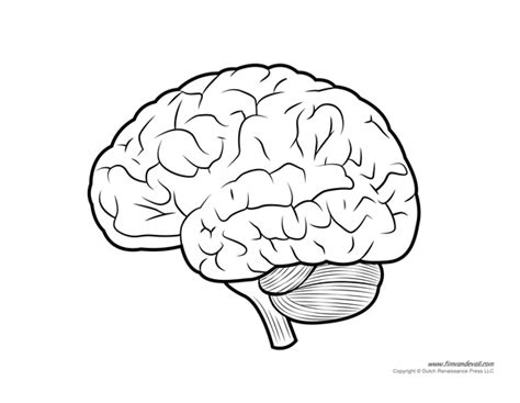 Human Brain Diagram Labeled Unlabled And Blank