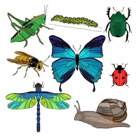 Free Vector Colorful Drawing Insects Collection
