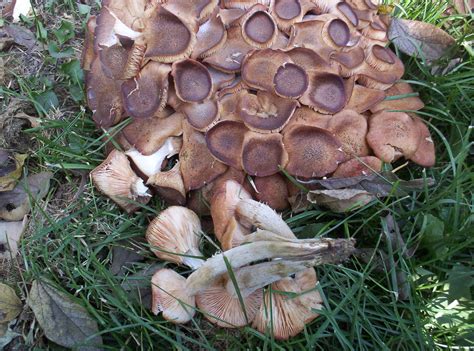 Missouri Mushroom Identification Guide