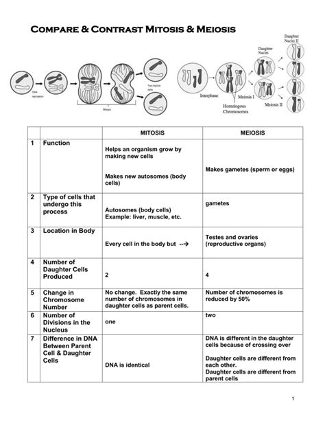 Mitosis And Meiosis Comparison Worksheet