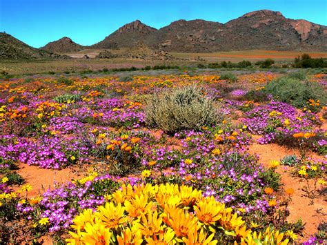 #spring flowers in the langebaan area, cape west coast, south africa. Namaqualand, South Africa | South africa travel, Africa ...