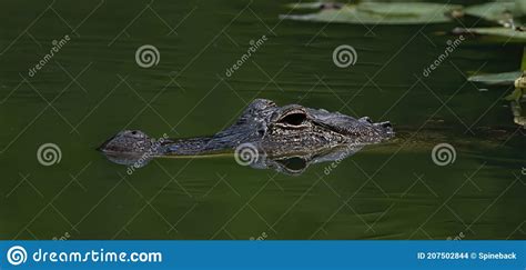 American Alligator Waiting In Ambush In Calm Pond Stock Photo Image