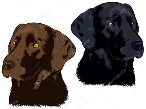 Chocolate And Black Labs Stock Vector By ©gleighly 25275659