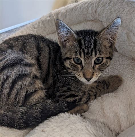 Pets Lifeline Adoption Fair (Sonoma)