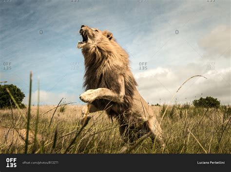 Lion Jumping In The Air Roaring Stock Photo Offset