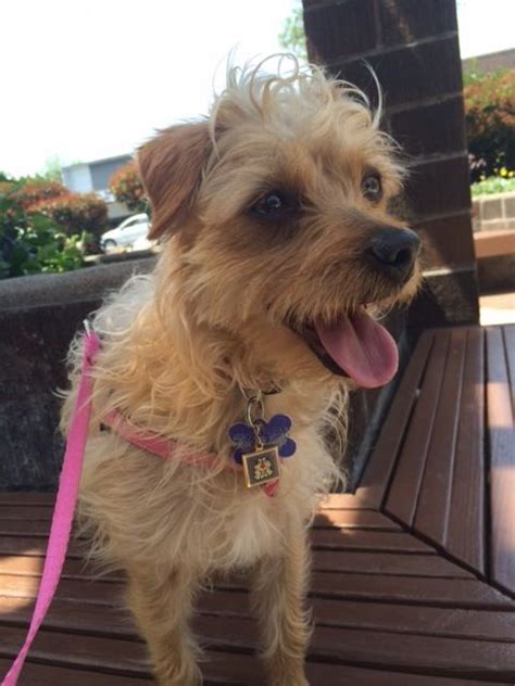 Glossie 1yr Female Terrier Mix Incredibly Loving And Affectionate