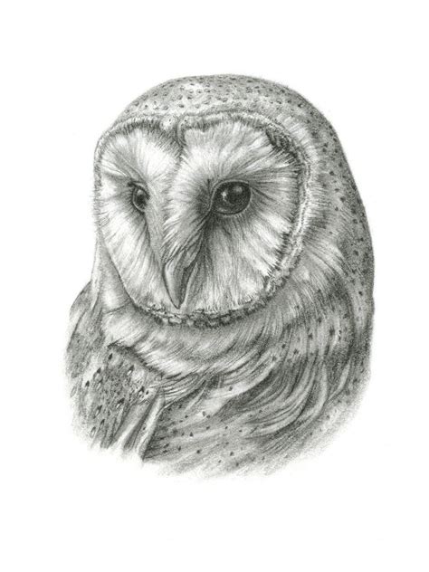Framed Original Barn Owl Drawing By Thebriarartshop On Etsy Owls Drawing Barn Owl Drawing