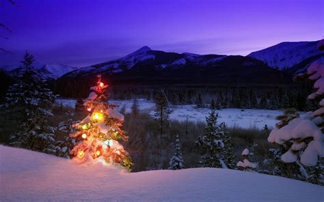 Christmas Trees Snow Landscapes Wallpaper 1920x1200 62388 Wallpaperup