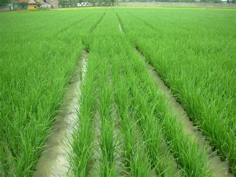 Tanaman padi di malaysia merupakan tanaman utama memandangkan padi ialah makanan asasi masyarakat di rantau ini. Padi Organik dan Bebek Sawah ~ Kelompok Tani Organik ...