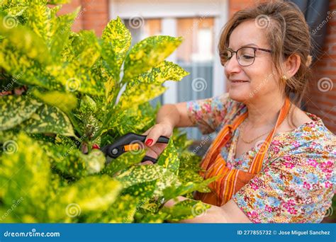 Mature Woman Cutting Leaves Of A Large Plant Of Exuberant Bearing In The Garden Of Her House