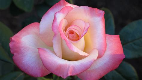 What The Heck Is The Difference Between Hybrid Tea Grandiflora And Floribunda Roses — Sunnyside
