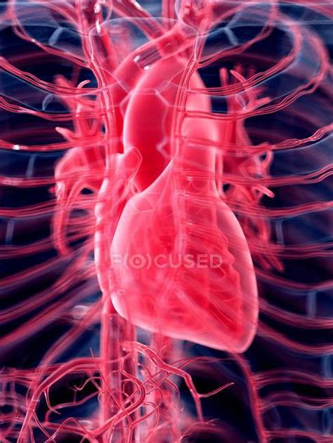 3d Rendered Illustration Of Human Heart — Cardiovascular Anatomy