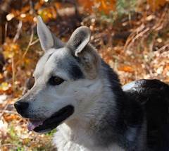 What You Didn%e2%80%99t Know About German Shepherd Pitbull Mix