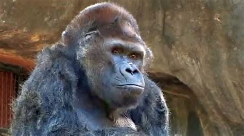 Ivan The Gorilla Dies At 50