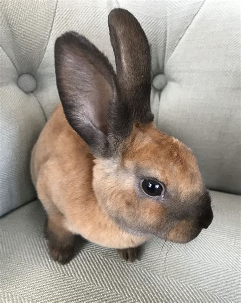 Mini Rex Rabbit Facts Personality And Care With Pictures