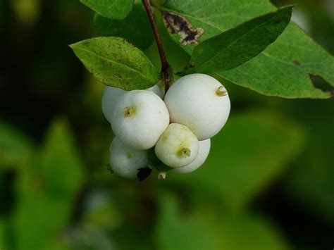 Symphoricarpas Albus White Common Snowberry Berries 12 Inch By 18 Inch