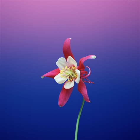 Iphone Blue Flower Wallpaper 4k Gambar Bunga