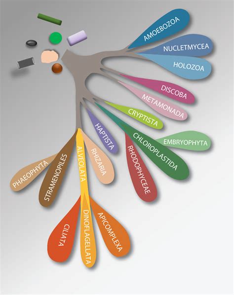 Revised Classification Of Eukaryotes Published International Society
