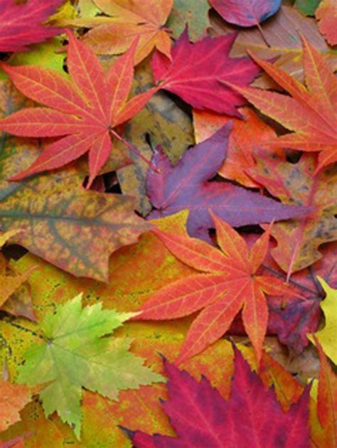 Colors Of Autumn Autumn Leaves Leaves Fall Colors