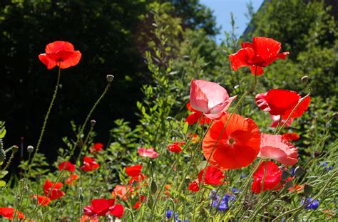 Poppies: Hard, Easy, and Too-Easy-to-Grow Types