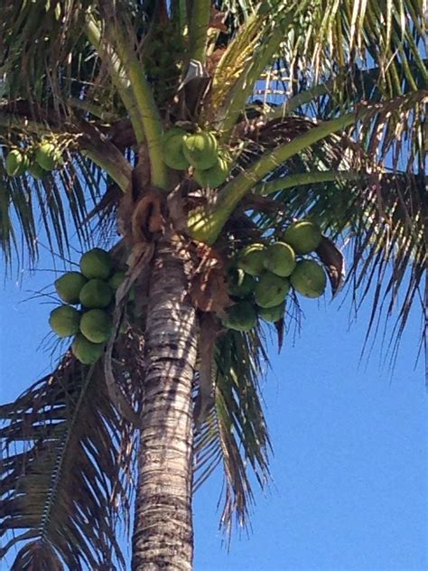 View a complete list of vendors. Coconut Palm Tree, Ft. Myers, FL Photo by ES | Coconut ...