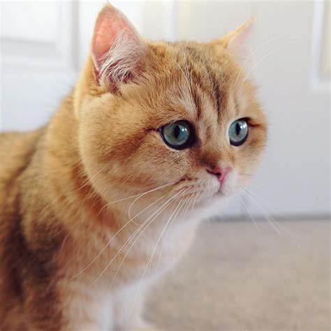 Golden British Shorthair Cat Cats Britishshorthair Cute Kitten