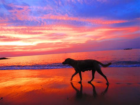 Sunset Beach Dog — Steemit
