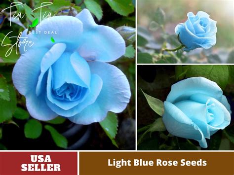 30 Rare Seeds Light Blue Rose Seeds Perennial Authentic Etsy