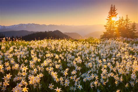Avalanche Lilies Bloom In Olympic Mountains Northwestern Usa