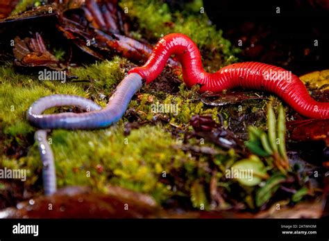 Borneo Leech Hi Res Stock Photography And Images Alamy