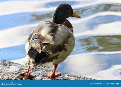 A Beautiful Mallard Duck Stretching Their Leg Whilst Standing At The