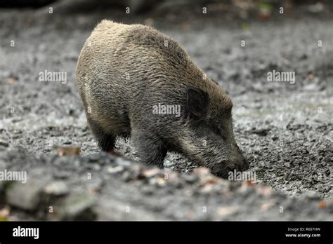 Wild Boar In The Forest Stock Photo Alamy