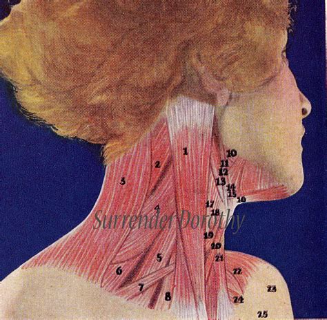 Neck Muscles Human Anatomy 1933 A Photo On Flickriver